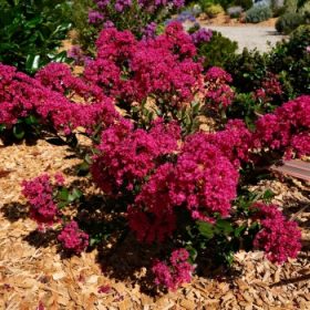   Törpe selyemmirtusz  - Lagerstroemia 'With Love Kiss(Milarosso)'