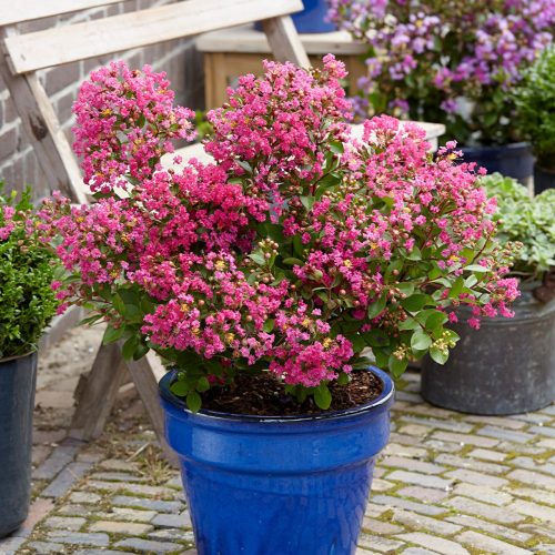 Törpe selyemmirtusz  - Lagerstroemia 'With Love Kiss(Milarosso)'