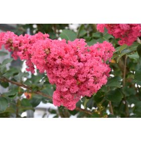 Selyemmirtusz - Lagerstroemia 'Tuscarora'