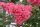Selyemmirtusz - Lagerstroemia 'Tuscarora'