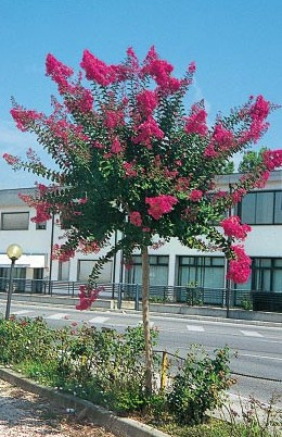 Selyemmirtusz  - Lagerstroemia 'Coccinea'