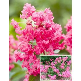 Selyemmirtusz - Lagerstroemia 'Coral Filli'