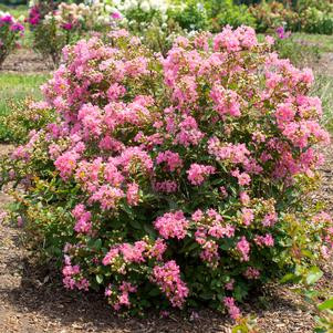 Selyemmirtusz - Lagerstroemia 'Coral Filli'