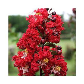Selyemmirtusz - Lagerstroemia 'Dynamite'
