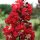 Selyemmirtusz - Lagerstroemia 'Dynamite'