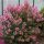 Selyemmirtusz  - Lagerstroemia 'Eveline'