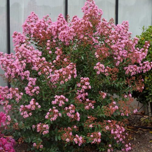 Selyemmirtusz 'Eveline' fajta - Lagerstroemia 'Eveline'