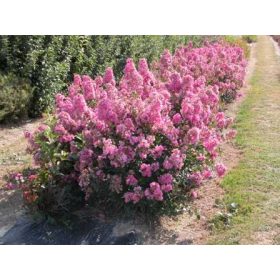 Selyemmirtusz - Lagerstroemia 'Petite Pink Monkie'