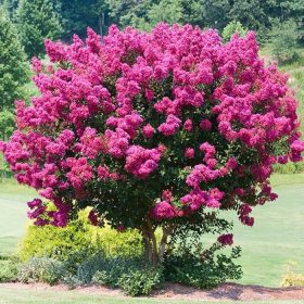 Selyemmirtusz - Lagerstroemia 'Magnifica Rosea'