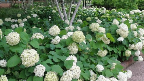 Cserjés hortenzia  - Hydrangea arborescens 'Annabelle'