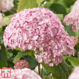   Cserjés hortenzia 'Candybelle Bubblegum' fajta - Hydrangea arborescens 'Candybelle Bubblegum'