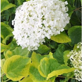   Cserjés hortenzia 'Golden Annabelle' fajta - Hydrangea arborescens 'Golden Annabelle'