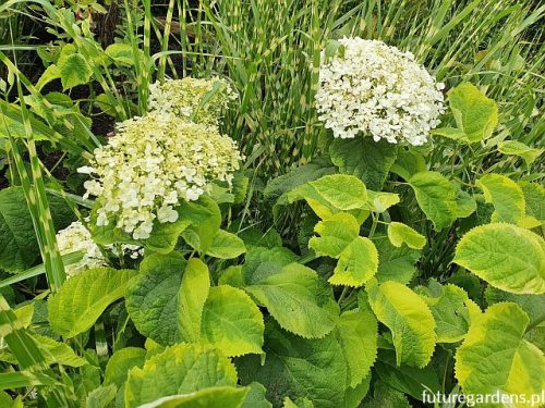 Cserjés hortenzia 'Golden Annabelle' fajta - Hydrangea arborescens 'Golden Annabelle'