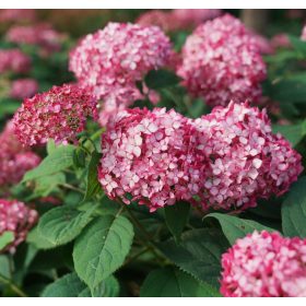   Cserjés hortenzia 'Ruby Annabelle' fajta - Hydrangea arborescens 'Ruby Annabelle'