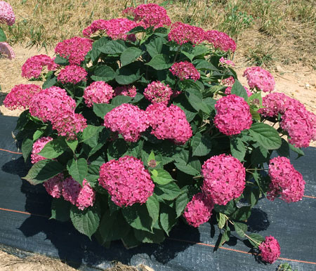 Cserjés hortenzia 'Ruby Annabelle' fajta - Hydrangea arborescens 'Ruby Annabelle'