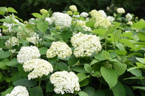 Cserjés hortenzia  - Hydrangea arborescens 'Sterilis'