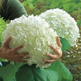   Cserjés hortenzia 'Strong Annabell' fajta - Hydrangea arborescens 'Strong Annabell'