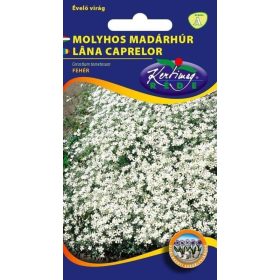 Molyhos madárhúr - Cerastium tomentosum