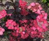 Fűrészeslevelű hortenzia 'Daredevil' fajta - Hydrangea serrata 'Daredevil'