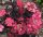Fűrészeslevelű hortenzia 'Daredevil' fajta - Hydrangea serrata 'Daredevil'