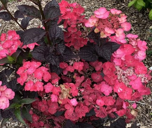 Fűrészeslevelű hortenzia 'Daredevil' fajta - Hydrangea serrata 'Daredevil'
