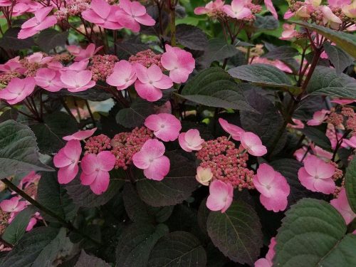 Fűrészeslevelű hortenzia 'Daredevil' fajta - Hydrangea serrata 'Daredevil'