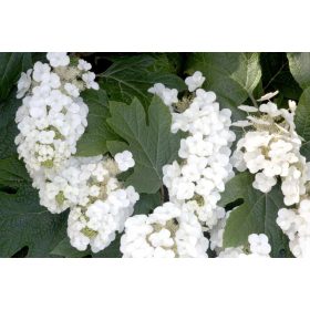   Tölgylevelű hortenzia 'Alice' fajta - Hydrangea quercifolia 'Alice'