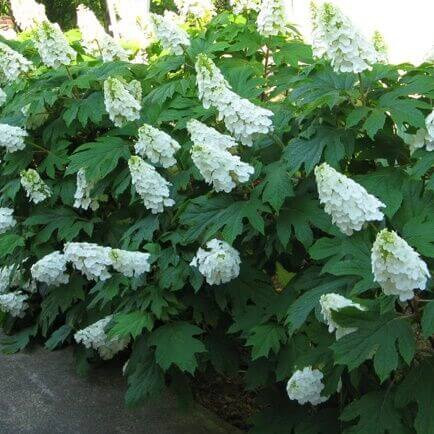 Tölgylevelű hortenzia 'Alice' fajta - Hydrangea quercifolia 'Alice'