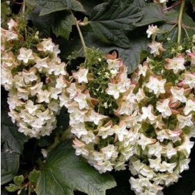 Tölgylevelű hortenzia 