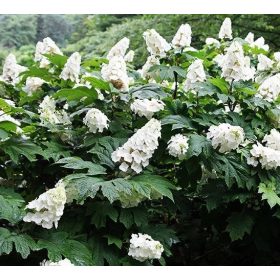  Tölgylevelű hortenzia 'Snow Giant' fajta - Hydrangea quercifolia 'Snow Giant'