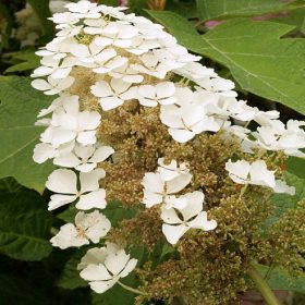   Tölgylevelű hortenzia 'Tennessee Clone' fajta - Hydrangea quercifolia 'Tennessee Clone'