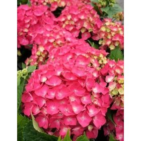   Kerti hortenzia 'Leuchtfeuer' fajta - Hydrangea macrophylla 'Leuchtfeuer'