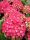 Kerti hortenzia 'Leuchtfeuer' fajta - Hydrangea macrophylla 'Leuchtfeuer'