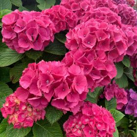   Kerti hortenzia 'Masja' fajta - Hydrangea macrophylla 'Masja'