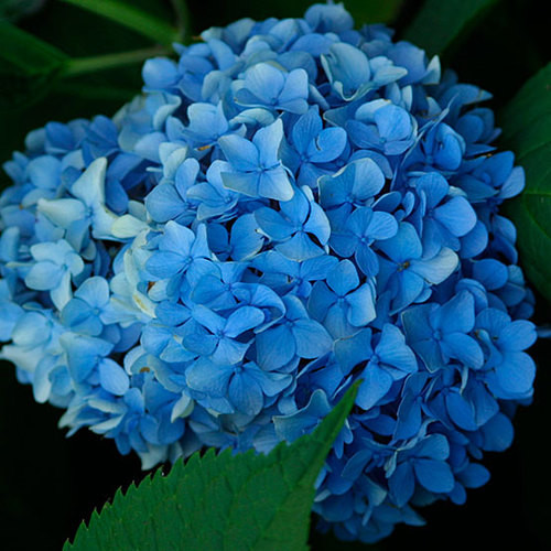 Kerti hortenzia 'Nikko Blue' fajta - Hydrangea macrophylla 'Nikko Blue'