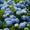 Kerti hortenzia 'Nikko Blue' fajta - Hydrangea macrophylla 'Nikko Blue'