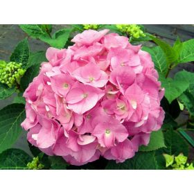   Kerti hortenzia 'Rosita' fajta - Hydrangea macrophylla 'Rosita'