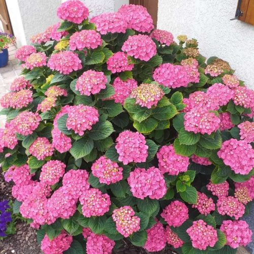 Kerti hortenzia 'Rosita' fajta - Hydrangea macrophylla 'Rosita'