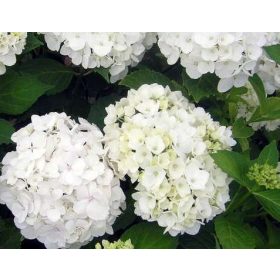   Kerti hortenzia 'Soeur Therese' fajta - Hydrangea macrophylla 'Soeur Therese'
