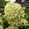 Bugás hortenzia - Hydrangea paniculata 'Bombshell'