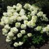 Bugás hortenzia - Hydrangea paniculata 'Bombshell'