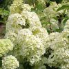 Bugás hortenzia - Hydrangea paniculata 'Diamantino'
