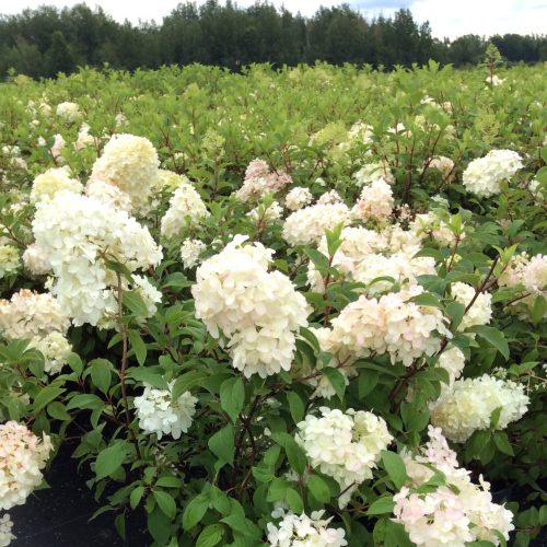 Bugás hortenzia - Hydrangea paniculata 'Diamantino'