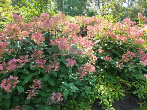 Bugás hortenzia - Hydrangea paniculata 'Early Sensation'