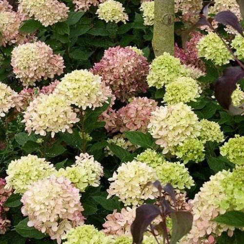 Bugás hortenzia - Hydrangea paniculata 'Graffiti'