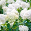 Bugás hortenzia - Hydrangea paniculata 'Grandiflora'