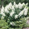 Bugás hortenzia - Hydrangea paniculata 'Grandiflora'