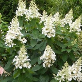 Bugás hortenzia - Hydrangea paniculata 'Kyushu'