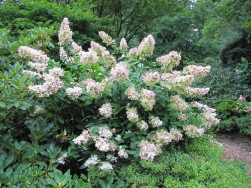 Bugás hortenzia - Hydrangea paniculata 'Kyushu'