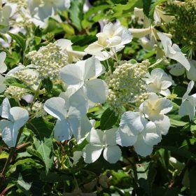 Bugás hortenzia - Hydrangea paniculata 'Levana'
